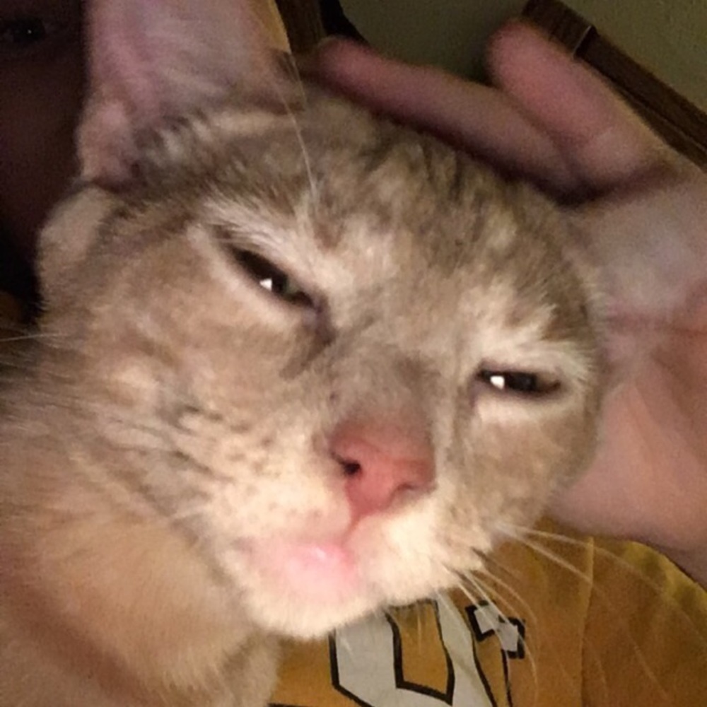 Meet your Posher, Dellainey